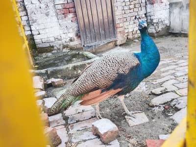 15 month age location Gujrat