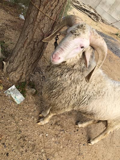 Masha Allah fresh 2 dant