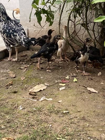 Aseel chicks age 45 days plus