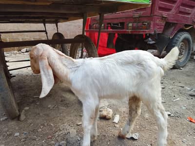 munda Bakra h Ghar ka pala hua