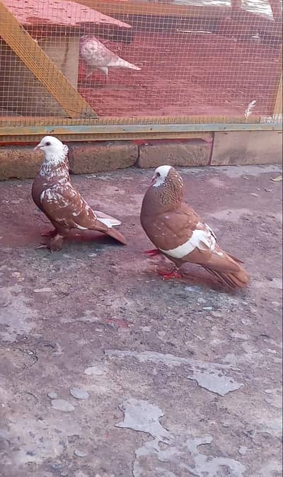 jogi Kabootar with chicks available