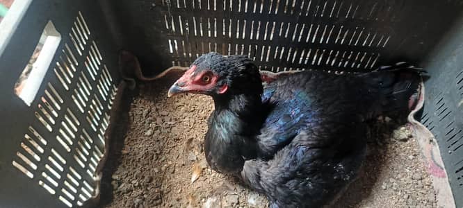 kurak murge jsy chye call karye msig ka jwab nhe milyga