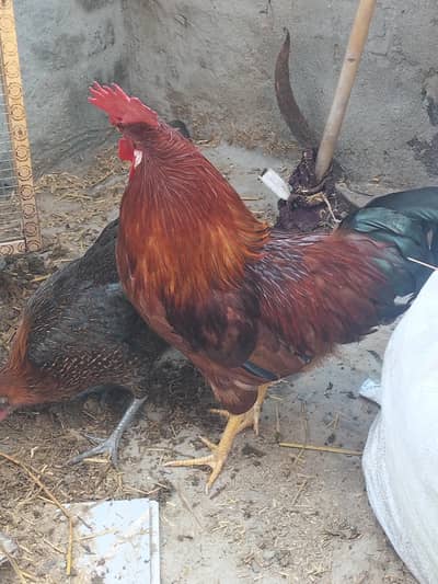 aik murga or four murgia hai