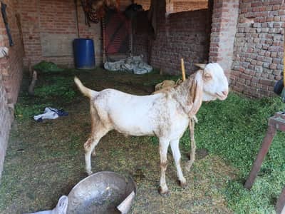 Makhi China pure for eid sale