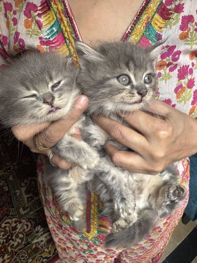  Adorable Persian Kittens for Sale 