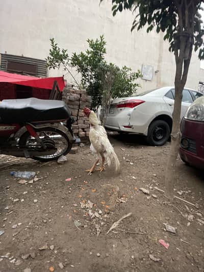 Quality White shamoo Aseel