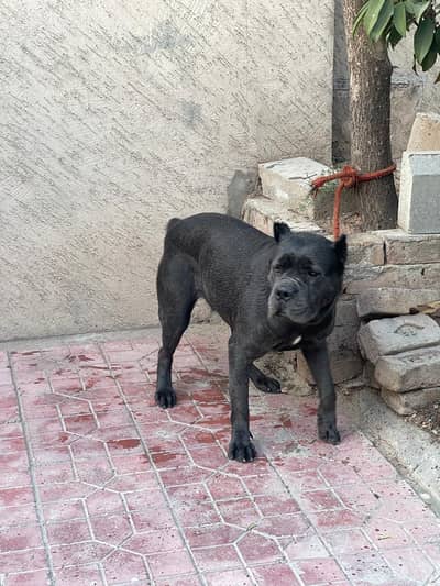 2 years old female cane corso for sale
