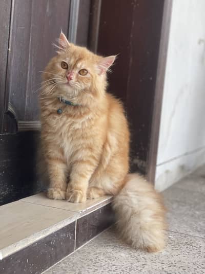 Name Novaa fluffy and healthy