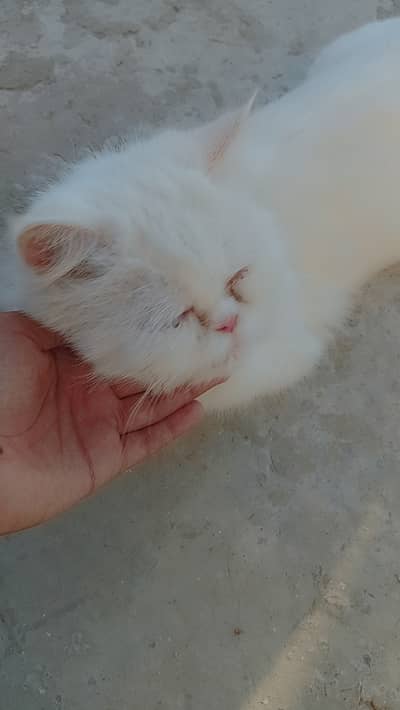 Near to pike sale (urgent)