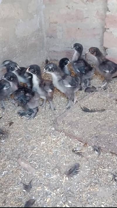 black buff chick and eggs available contact 03121311669