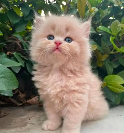 Persian kitten