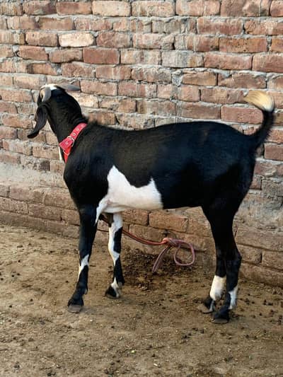 2 Bakray Home Breed Forsale