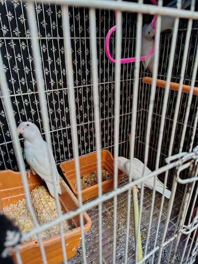 white red eye love birds pair