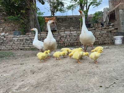 Hanas Duck Chicks For sale