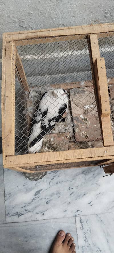 fancy pigeons pair for sale