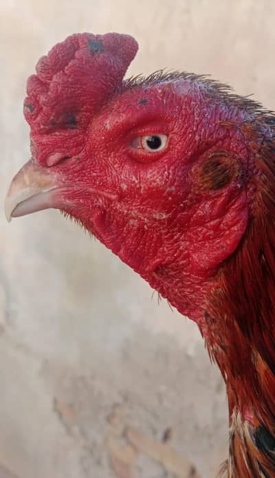 Aseel band gadi murga WhatsApp 0320-7661506