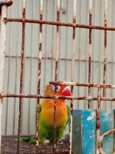 2 fisher and 3 Australian parrot