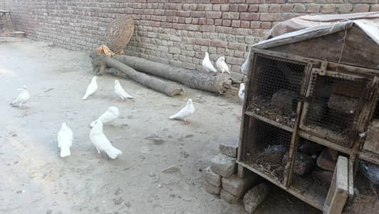 Pigeons for Sale - Available in pairs & singles (Male and Female)