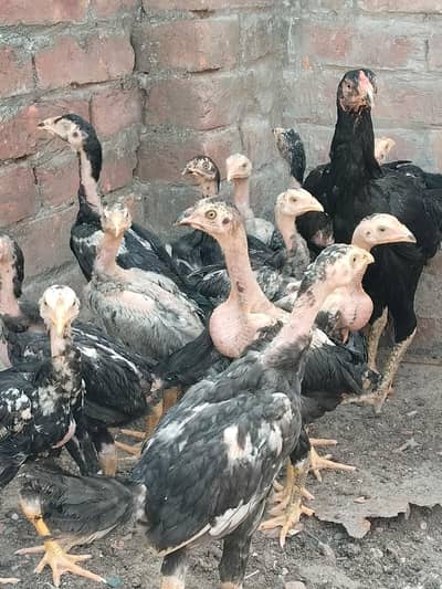 aseel pokay corras  03412899006 only whatsip