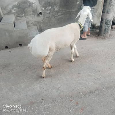 Male Sheep for Qurbani