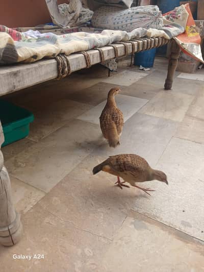 irani teeter breadar pear 6 eggs  kay sath