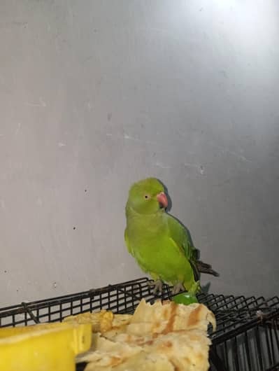 Female Full Active Hand training