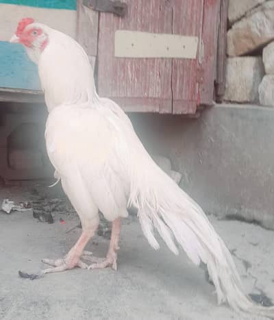 Galwa patha sale/exchane with mushka/saleta patha ya pair