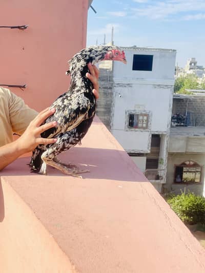 I am selling my healthy and quality birds jis ko samaj h wohi rabtakar