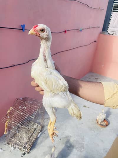 I am selling my healthy and quality birds jis ko samaj h wohi rabtakar