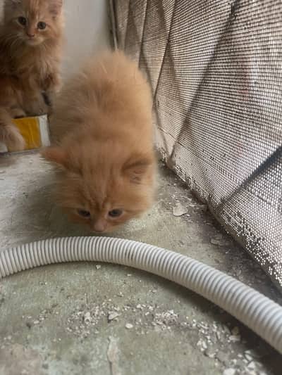 Parsian kitten 3 Availablle