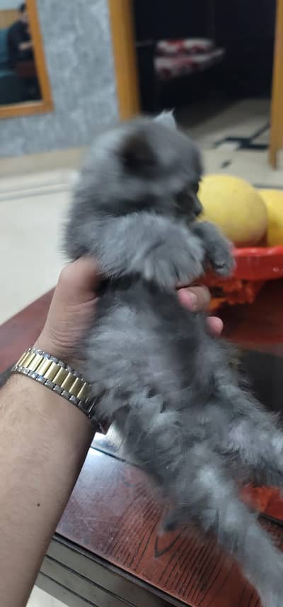 Greyish White persian cat