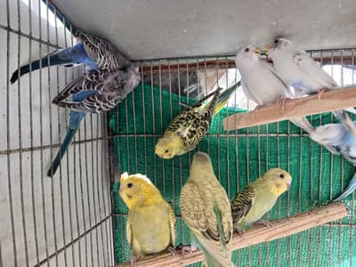 hogoromo split budgies