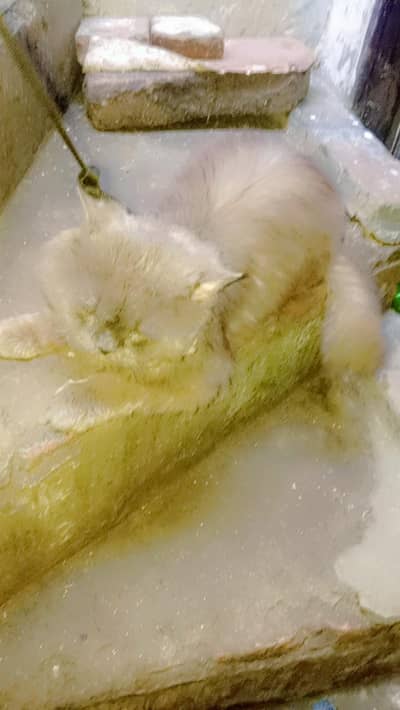 Persian cate so cute and parte 