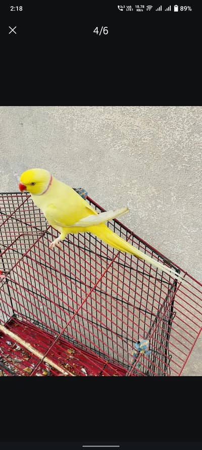 Yellow Ring neck Male parrot