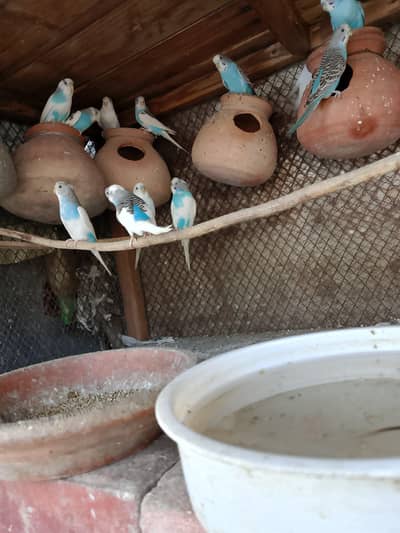 bajri toto ki colony