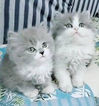 Persian cat,in kitan for Sale may WhatsApp 03464644037