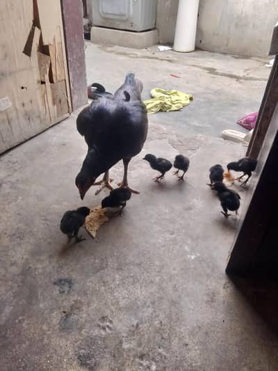 aseel murgi for sell