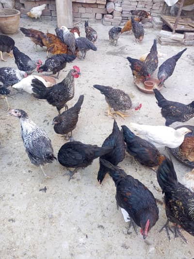 golden misri male female mix