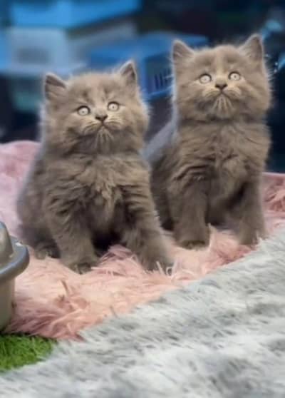 Persian cat,in kitan for Sale may WhatsApp 03464644037