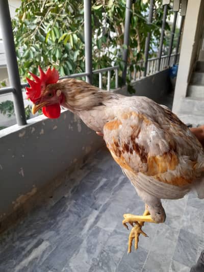 pure desi murgha for sale