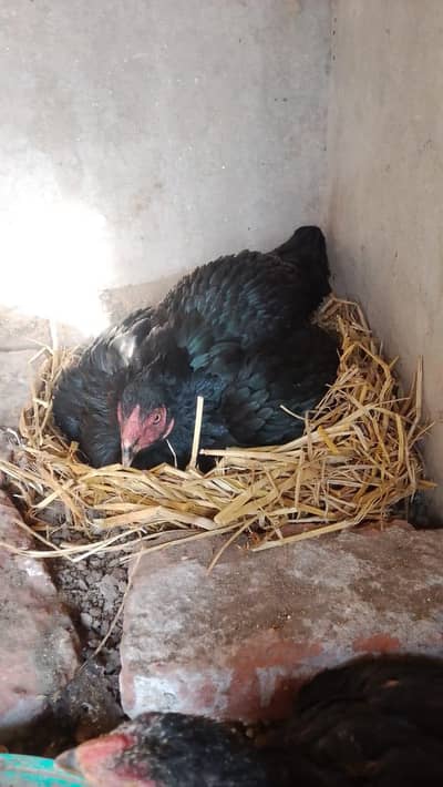 korak murgi 03001778925