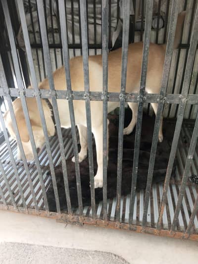 labra dog good health 03224569453