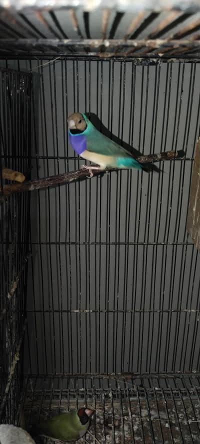 Gouldian Blue Male