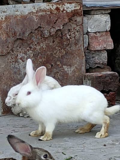 New Zealand Rabbit