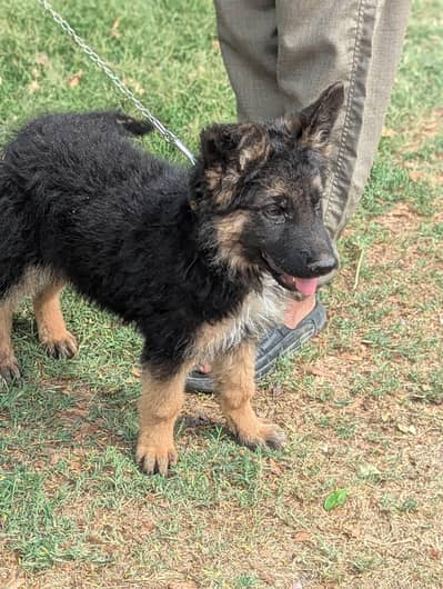 German shepherd puppy