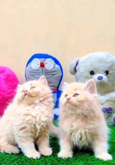 Persian cat triple cod for sale,my WhatsApp 03464644037