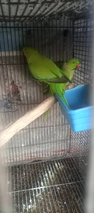 ringnek pair for sale