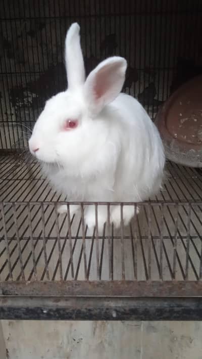 Angora Breeder Male Rabbit  Top Quality 0332=473+5658