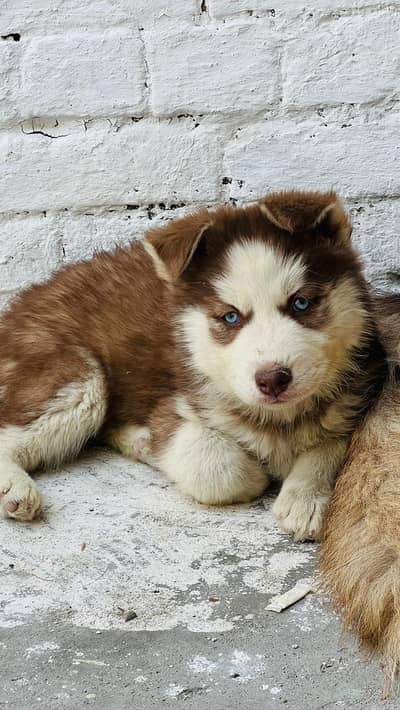 Extreme Quality Wolly Coat Siberian Husky Puppies Available