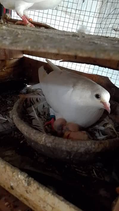 khargoshia kalsira kabra pair